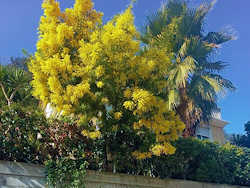 mimosa