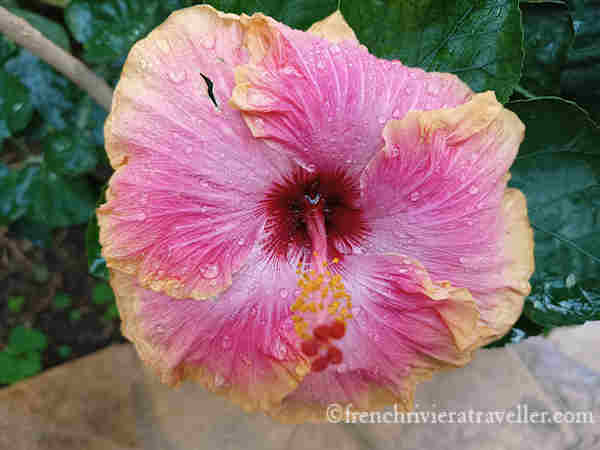 Flower at Parc Phoenix