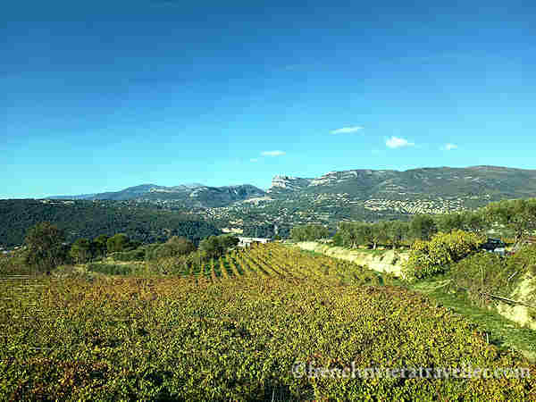 Bellet vineyard in Nice