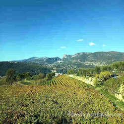 Bellet vineyard in Nice